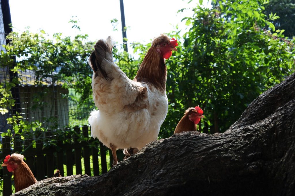 unsere glücklichen Hühner